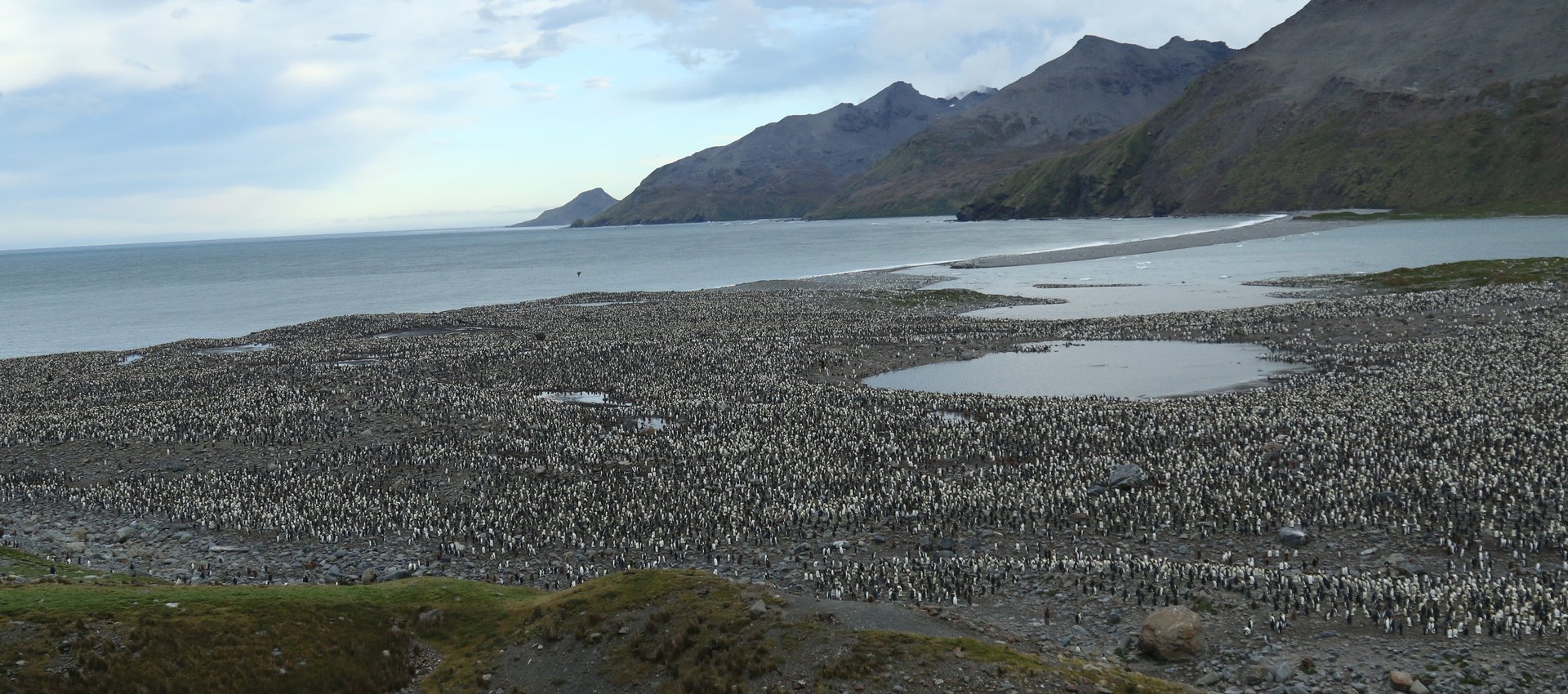 The vast expanse of King Penguins at St Andrew's Bay, South Georgia © Chris Collins