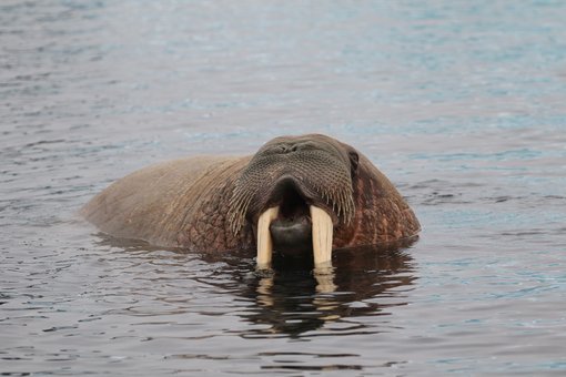 Atlantic Walrus © CPC RB5A7785