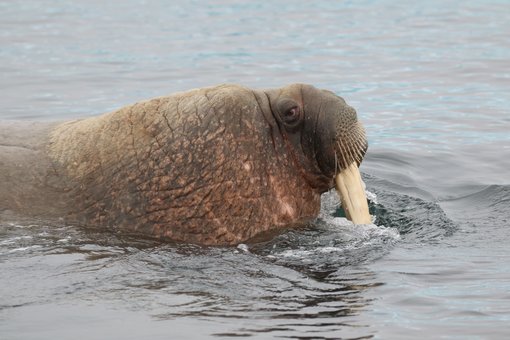 Atlantic Walrus © CPC RB5A7791