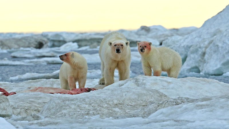 Polar bears on sea ice off Wrangel RB5A9077 elements edit.jpg