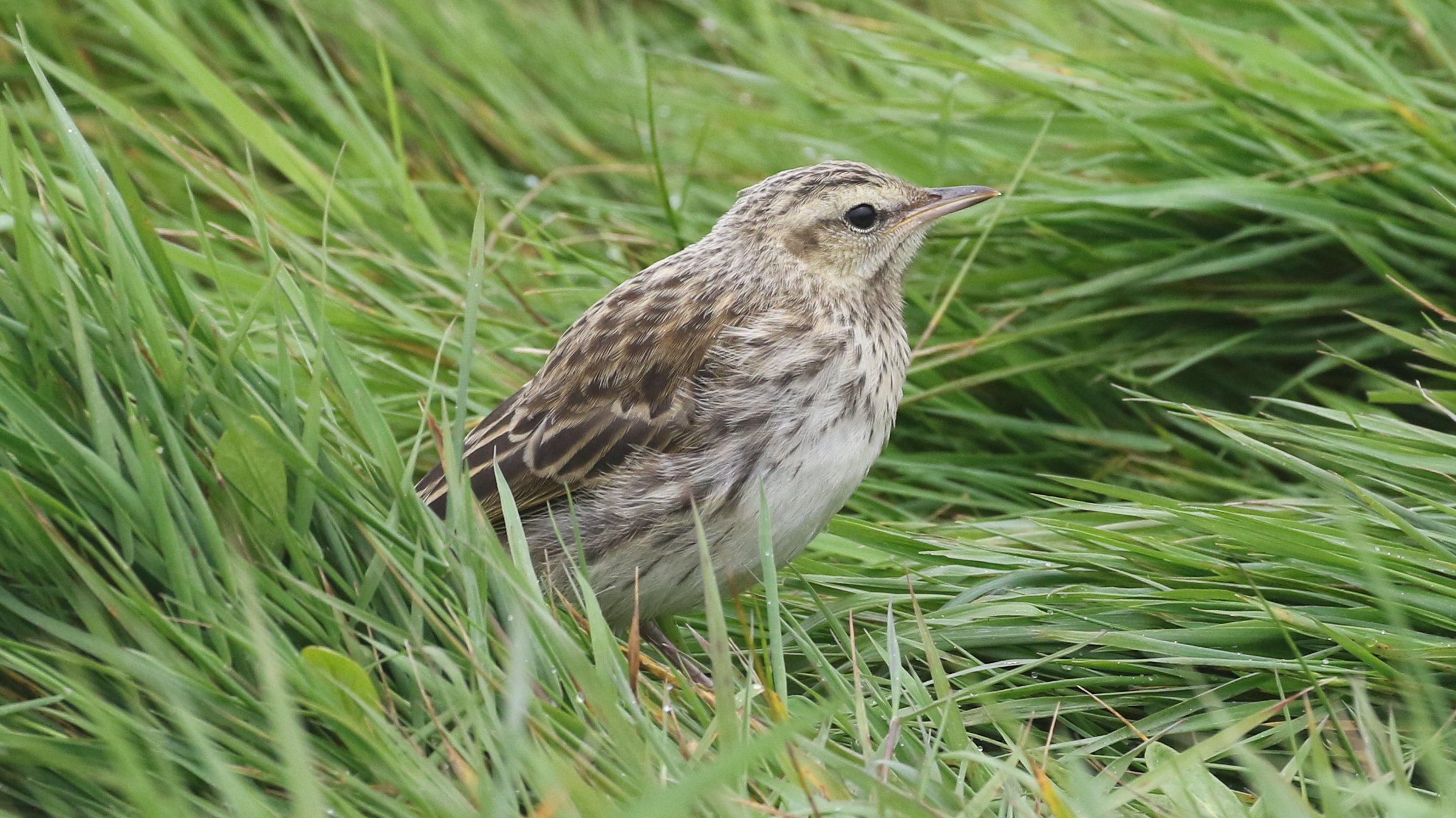 New Zealand Pipit CPC RB5A9323
