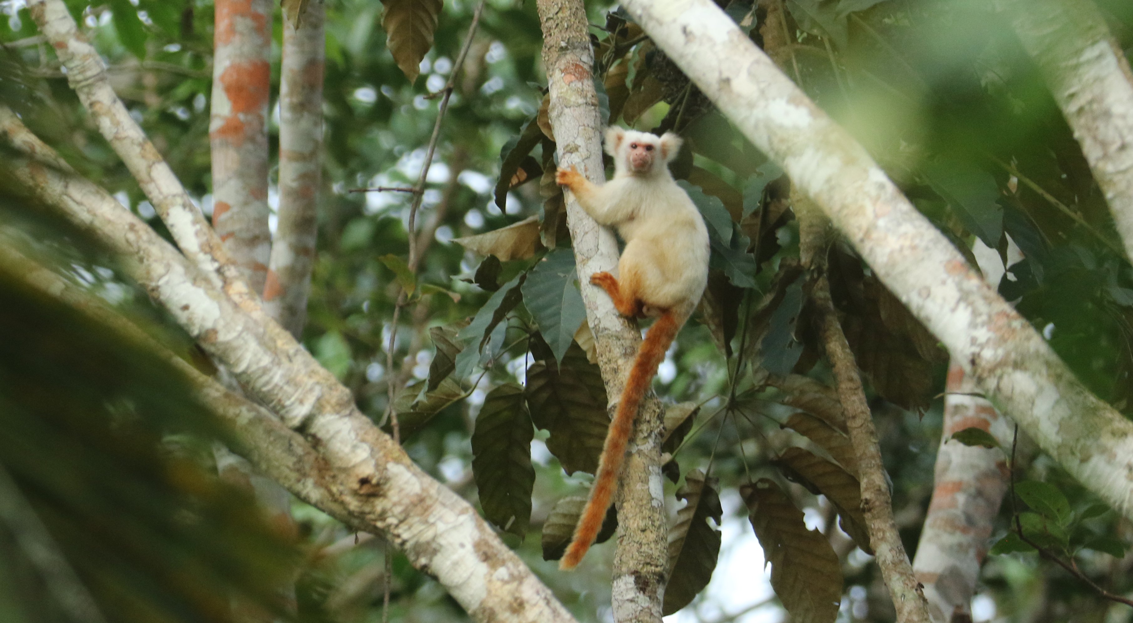 Golden-white tassel-eared Marmoset RB5A9632.jpg