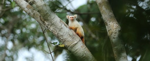 Golden-white tassel-eared Marmoset CPC RB5A9682.jpg