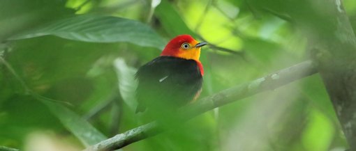 Wire-tailed Manakin CPC RB5A9699.jpg