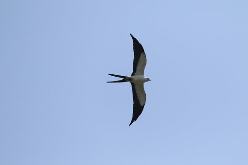 Swallow-tailed Kite CPC RB5A9832.JPG