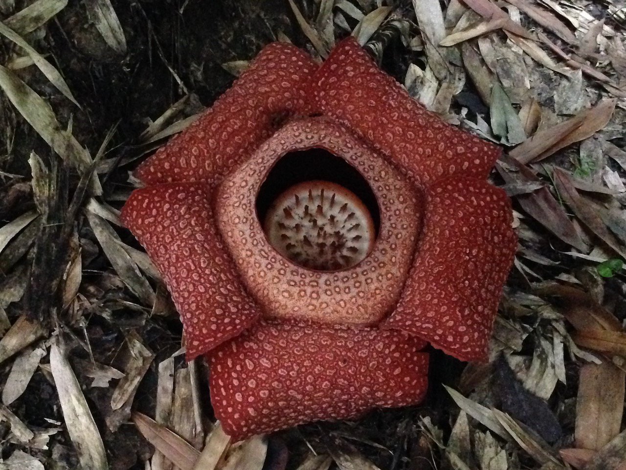 Rafflesia © Gary Elton