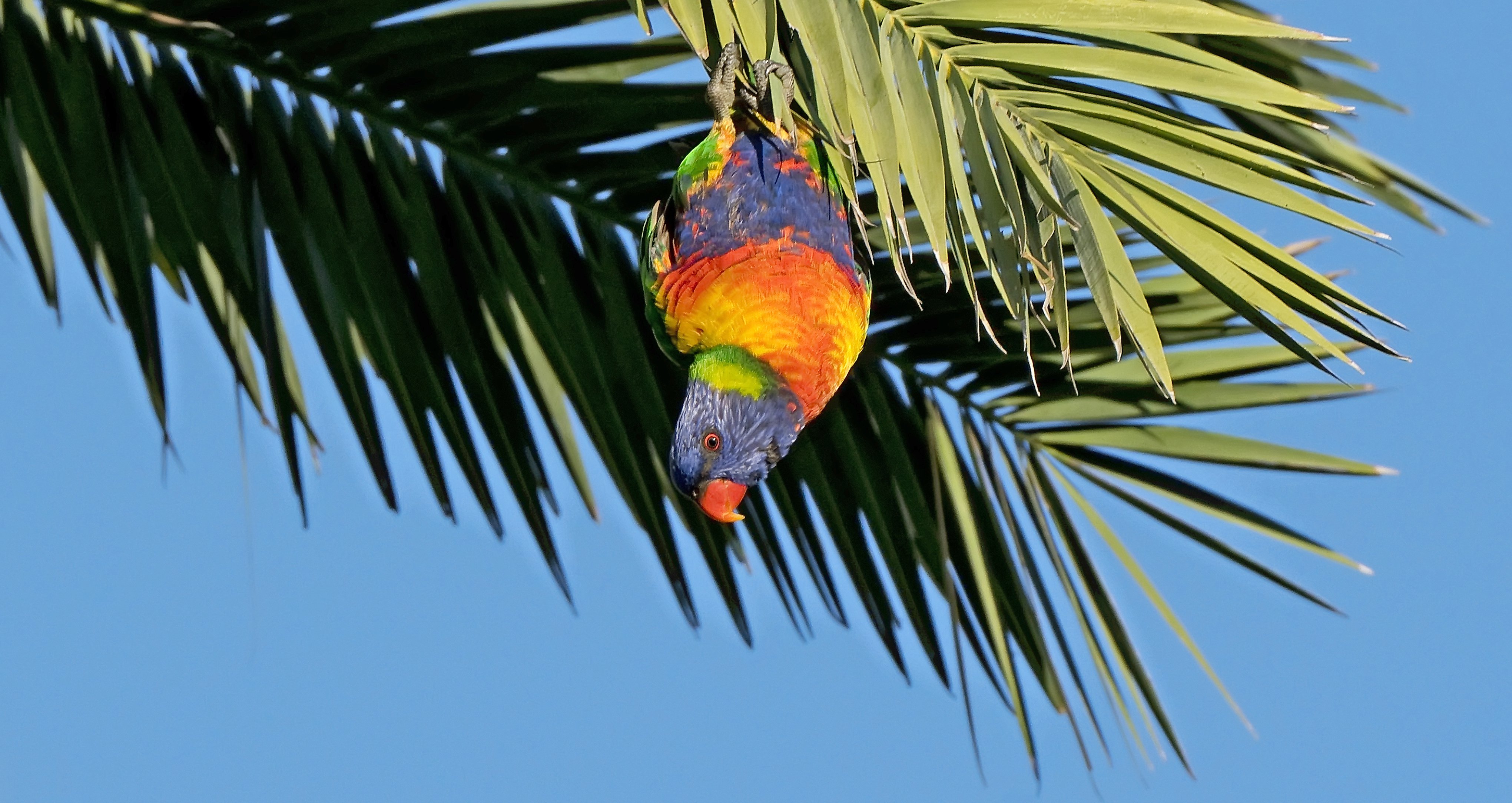 Rainbow Lorikeet Australia East Rupert Pye.jpg