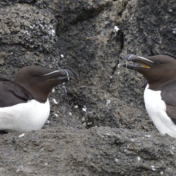 Razorbills_7008