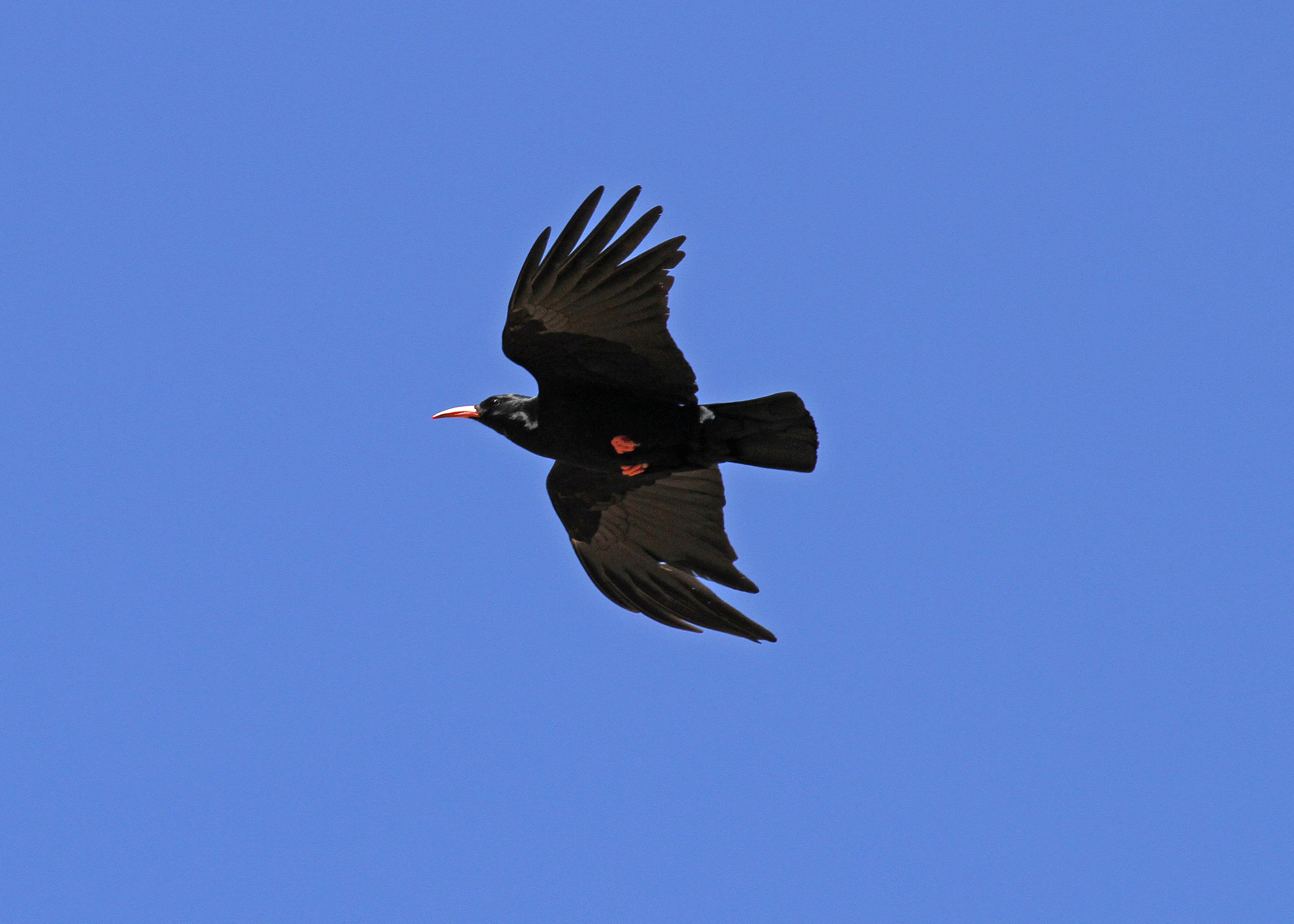 Red-billed Chough 2_MG_1742