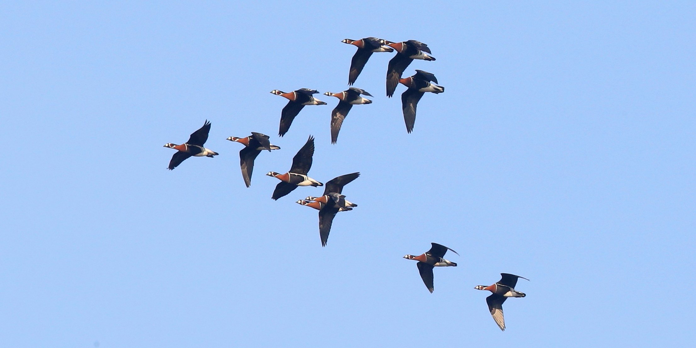 Red-breasted Geese flying Janos Olah tabbed.jpg