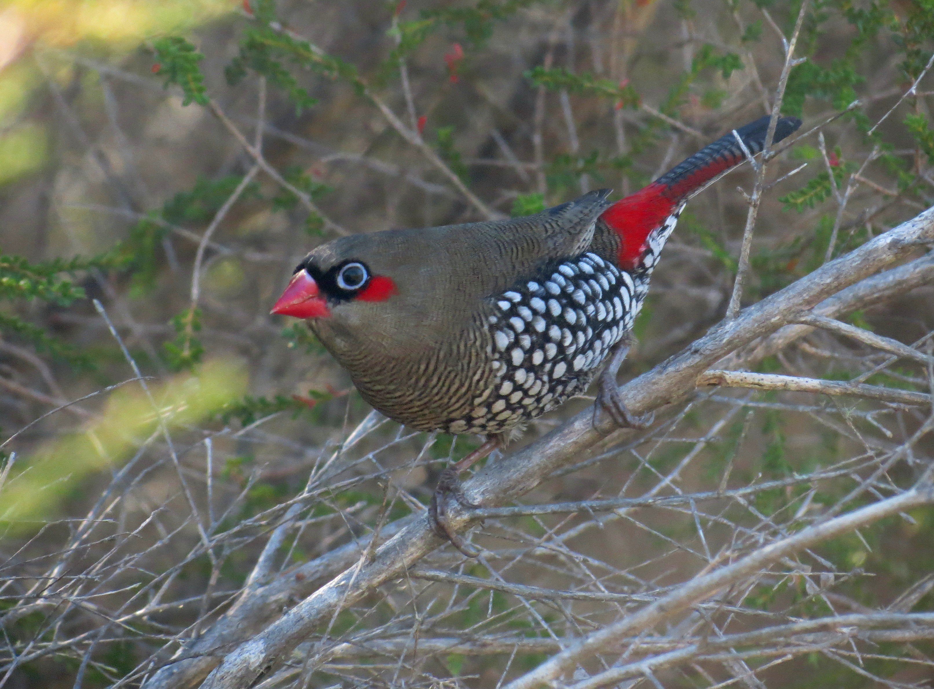 Red-eared Firetail IMG_3042 Peter Taylor.jpg