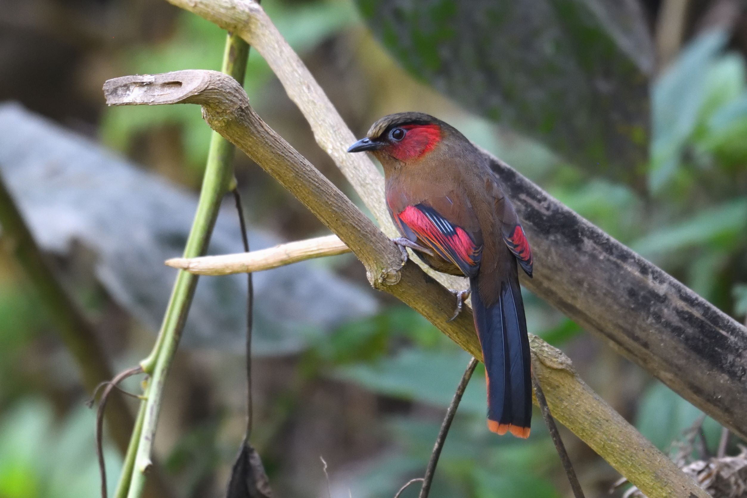 Red-faced Liocichla resized.jpg