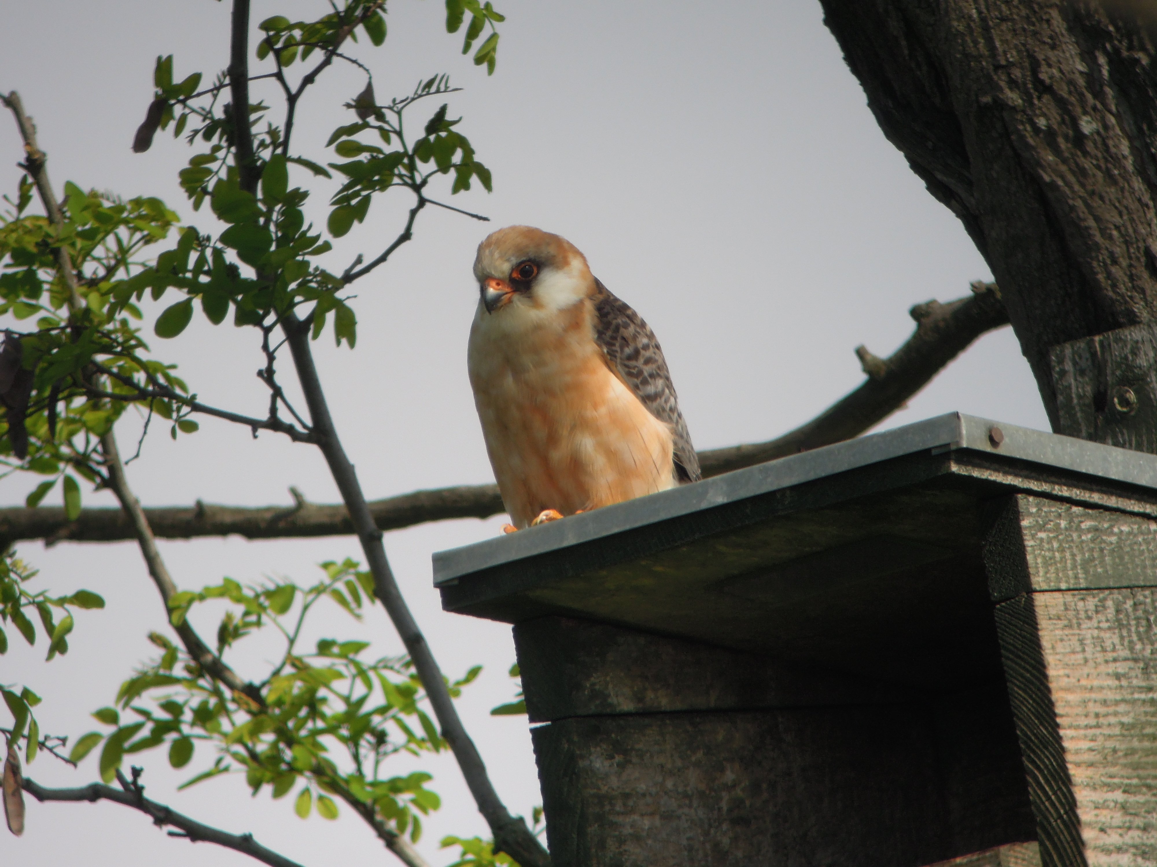 Red-footed Falcon f nestbox Hungary 0515 Colin Bushell DSCN9708.JPG