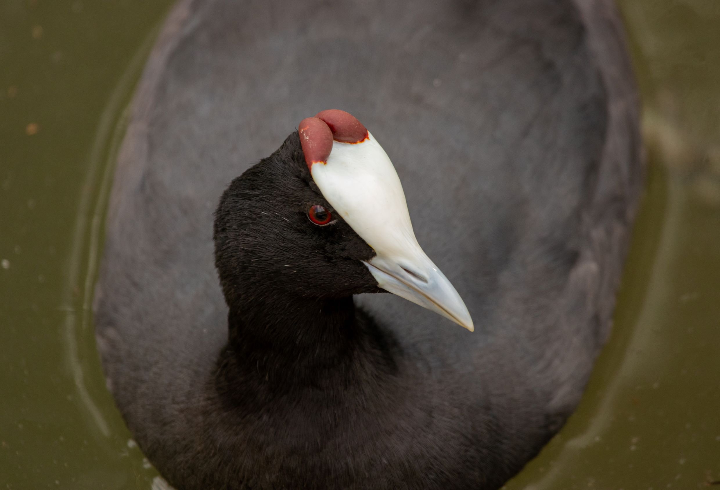 Red-knobbed Coot resized.jpeg
