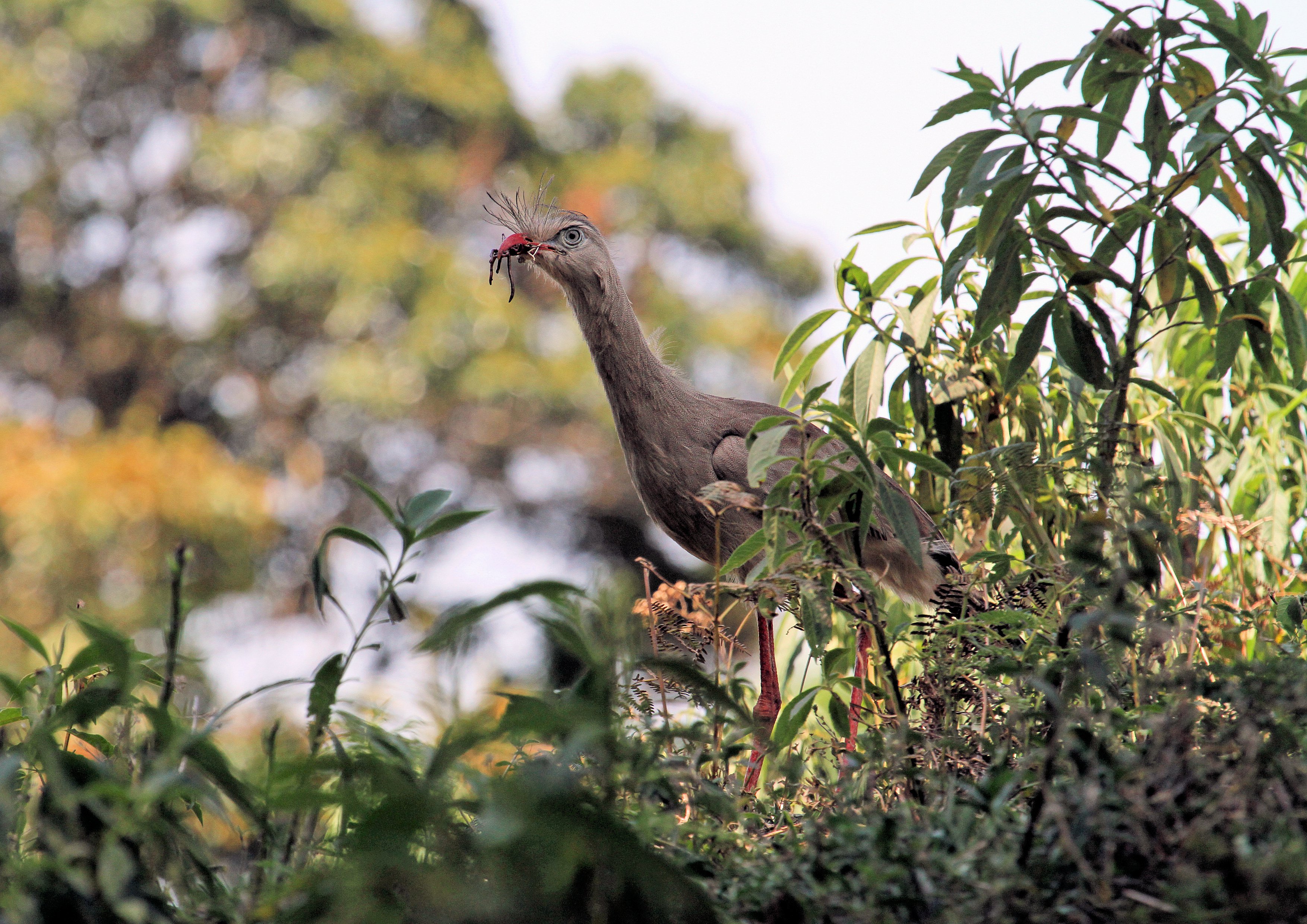 Red-legged Seriema JTL(5614) brightened.jpg