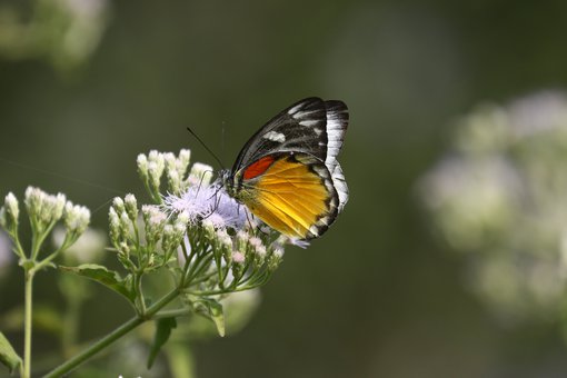 Red-spot Jezebel © Suchit Basnet.JPG