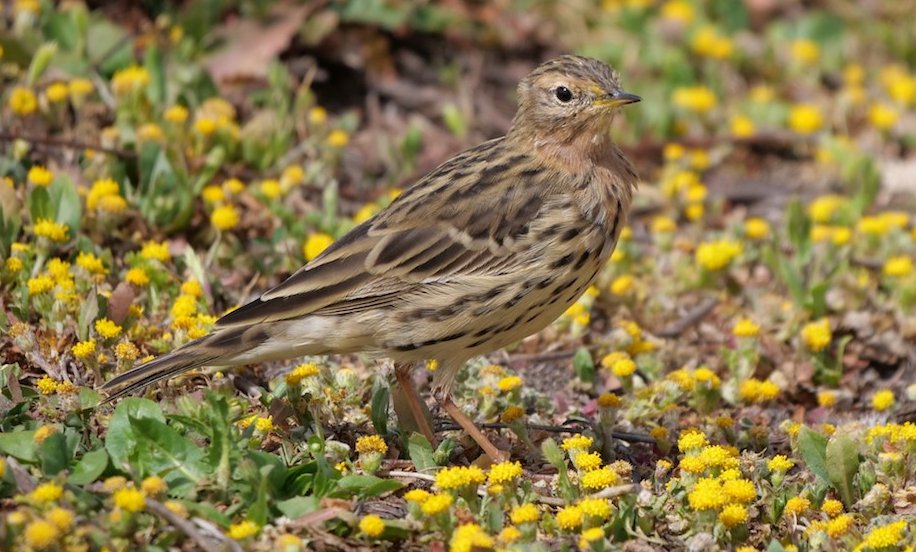 Red-throated Pipit GE