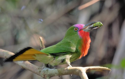 Red bearded Bee eater 8 Bird Tour Malaysia cropped.jpg