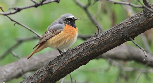 Redstart samamisicus imm m Georgia ecotours.ge.jpg