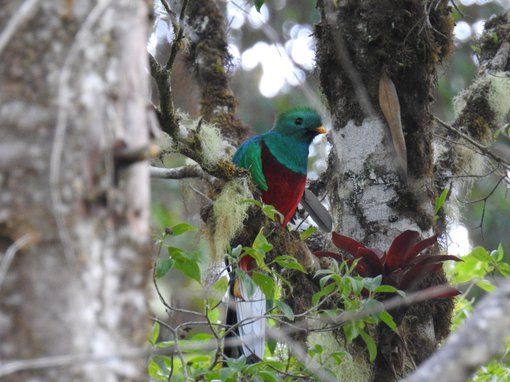 Resplendent Quetzal (La Esperanza) 2 Costa Rica 2017 CB.JPG