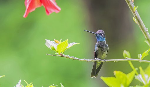 Rivoli's Hummingbird Guatemala Benedicto Grijalva Birding Expeditions copy-resized.jpg