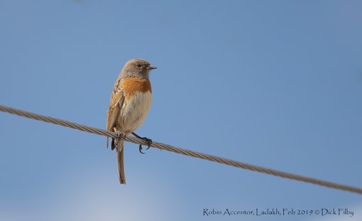 Robin Accentor, Ladakh, Feb 2019 C Dick Filby-2035