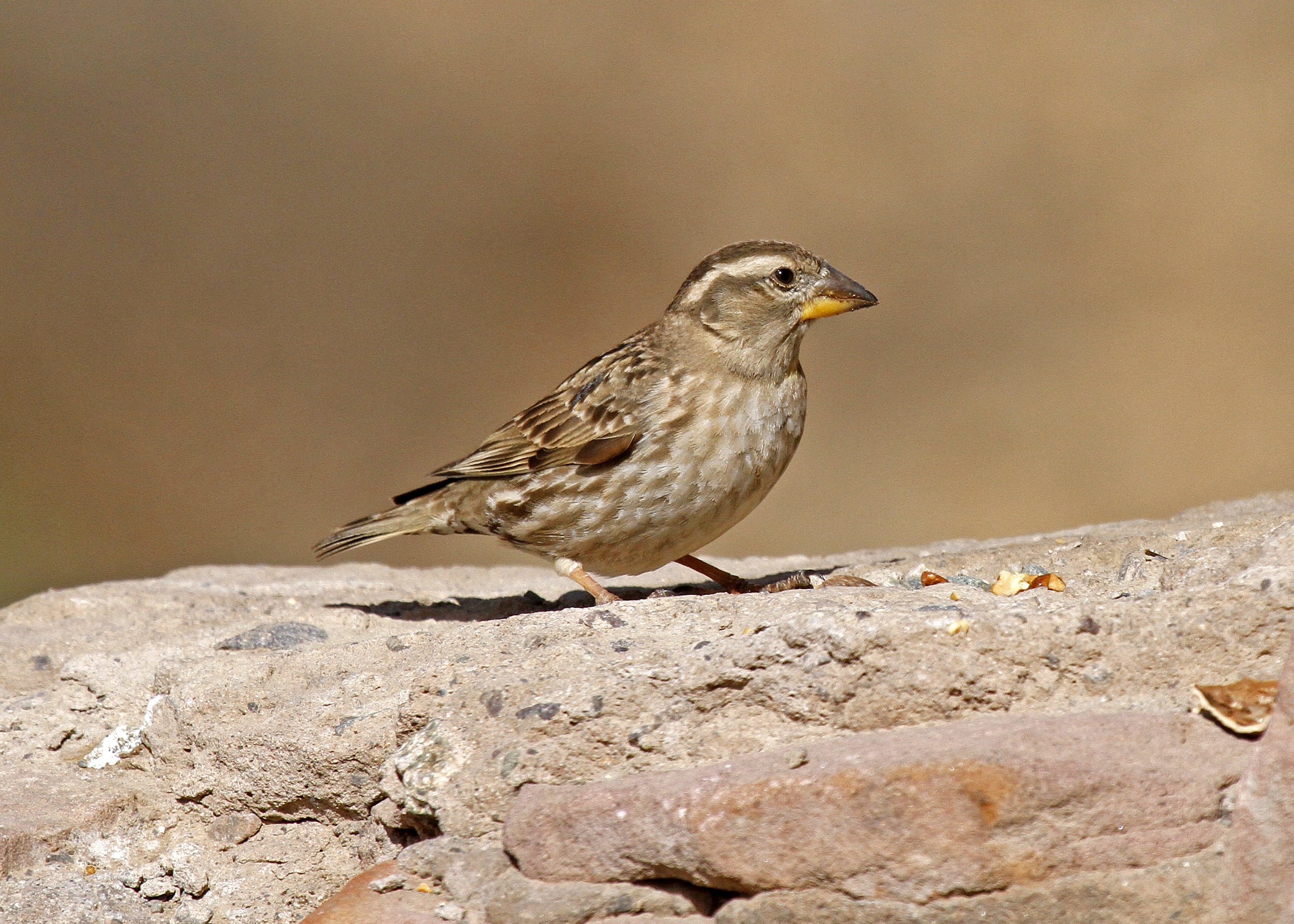 Rock Sparrow 1 _MG_1881