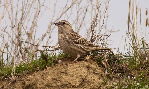 Rock Sparrow Georgia ecotours.ge.jpg