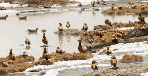 Ruddy Shelduck, Ladakh, Mar 2019 C Dick Filby-5906