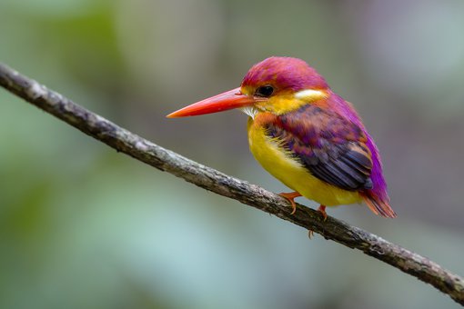 Rufous-backed Kingfisher Liew Weng Keong_02A7373 2400.jpg