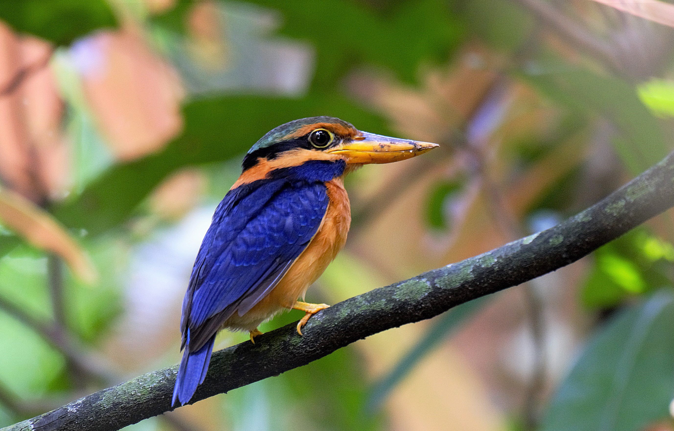 Rufous Collard Kingfisher 4 Bird Tour Malaysia cropped.jpg