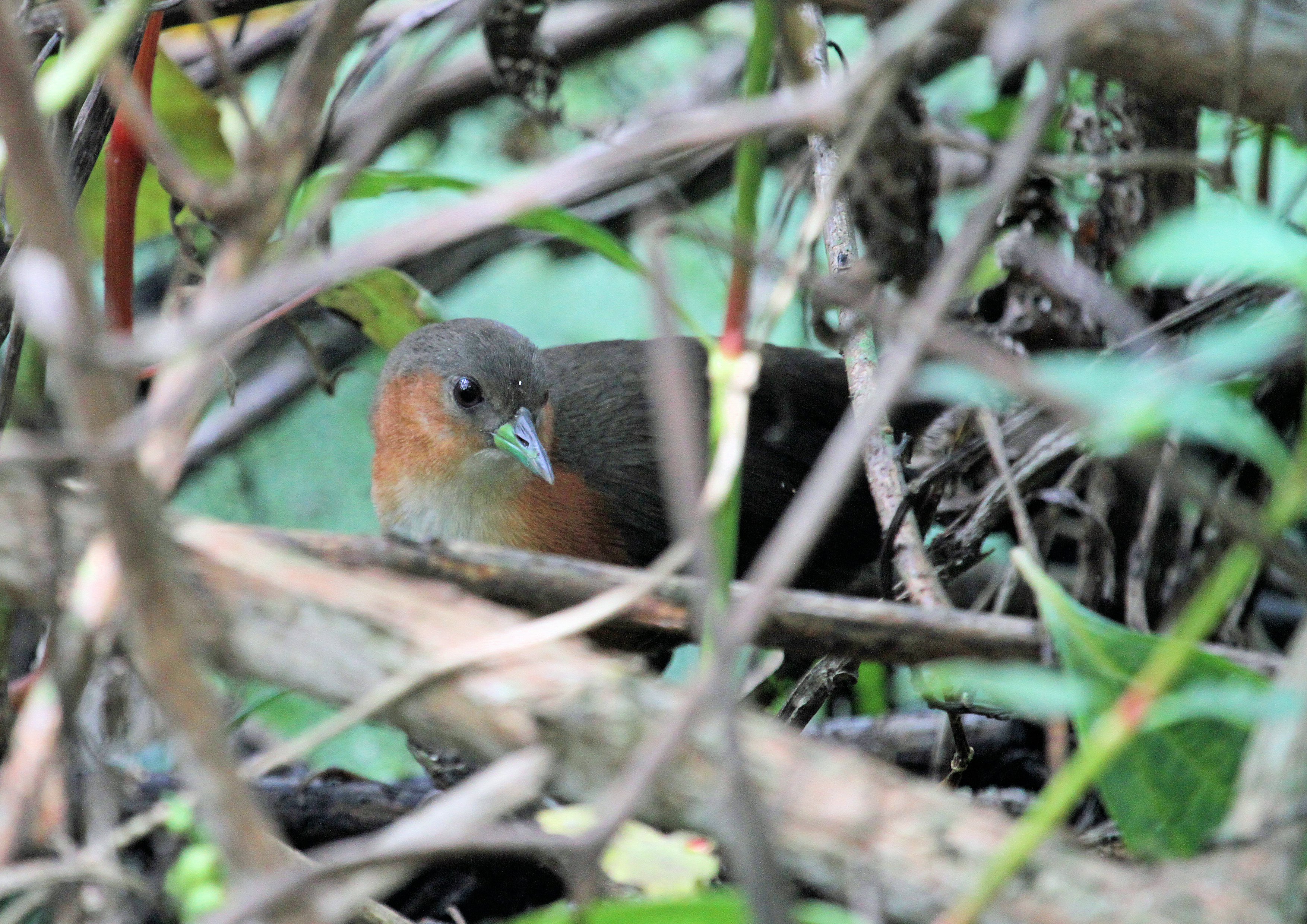 Rufous-Sided Crake JTL(4512) brightened.jpg