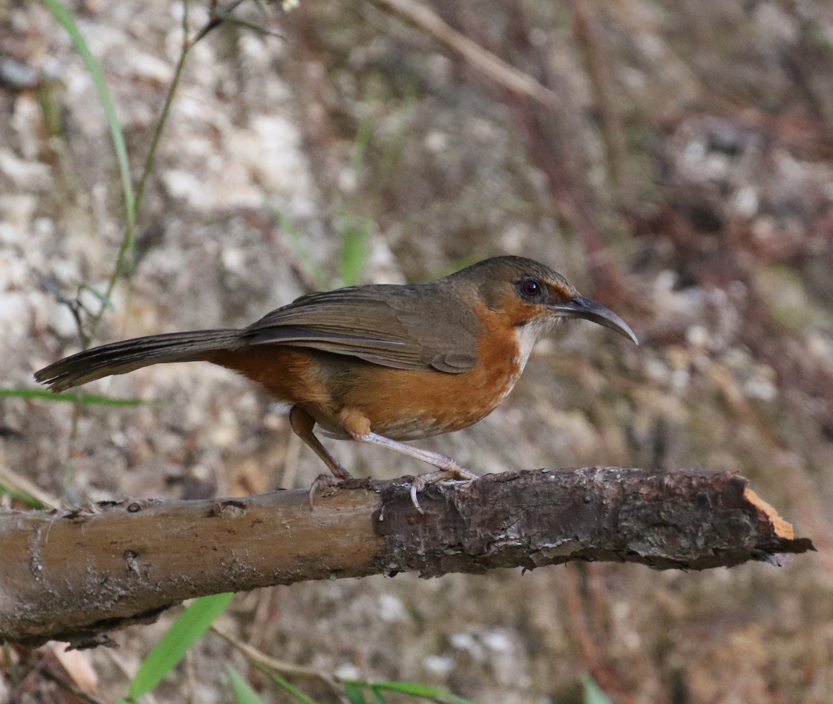 Rusty-cheeked Scimitar Babbler AE1A0712.JPG