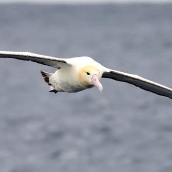 Short-tailed Albatross CPC.JPG