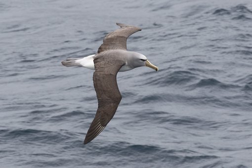 Salvin's Albatross_Chris Collins (39).JPG