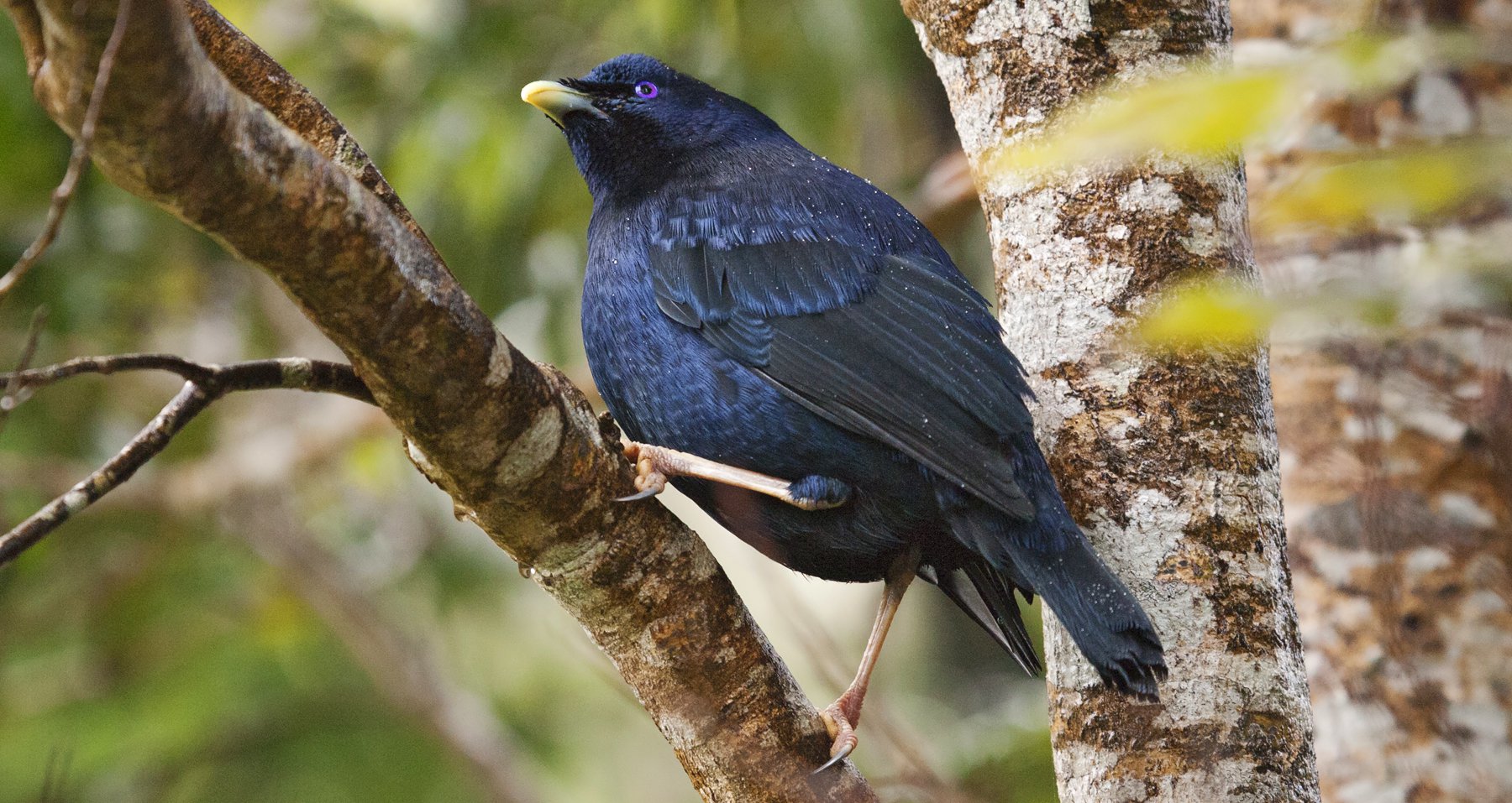 Satin Bowerbird Australia East Kevin Elsby.jpg