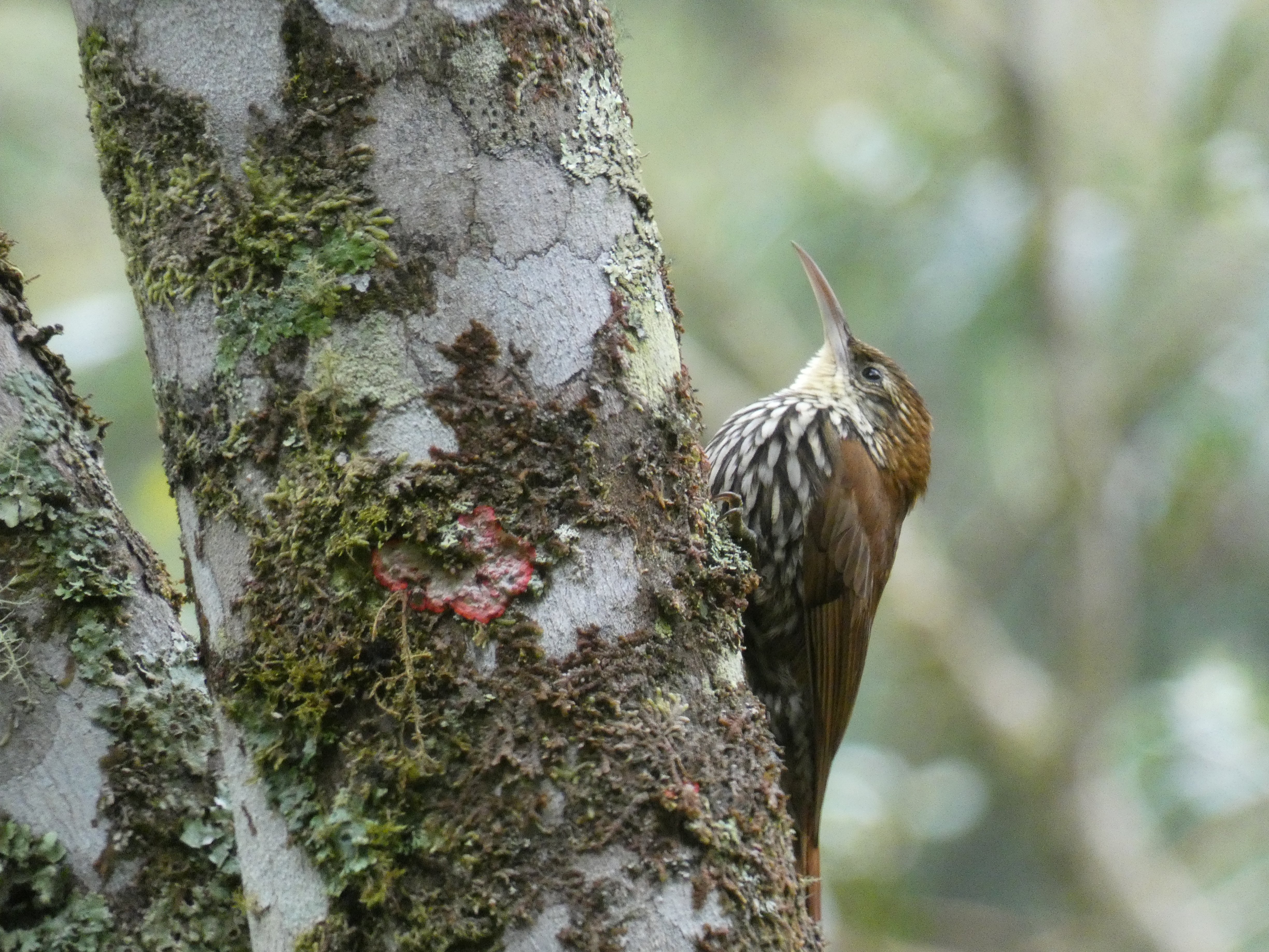 Scaled Woodcreeper