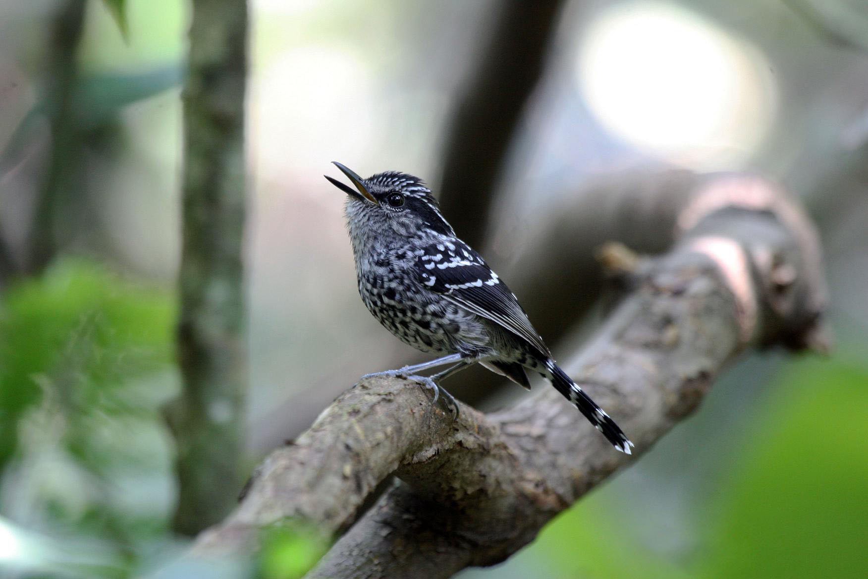 Scaled antbird