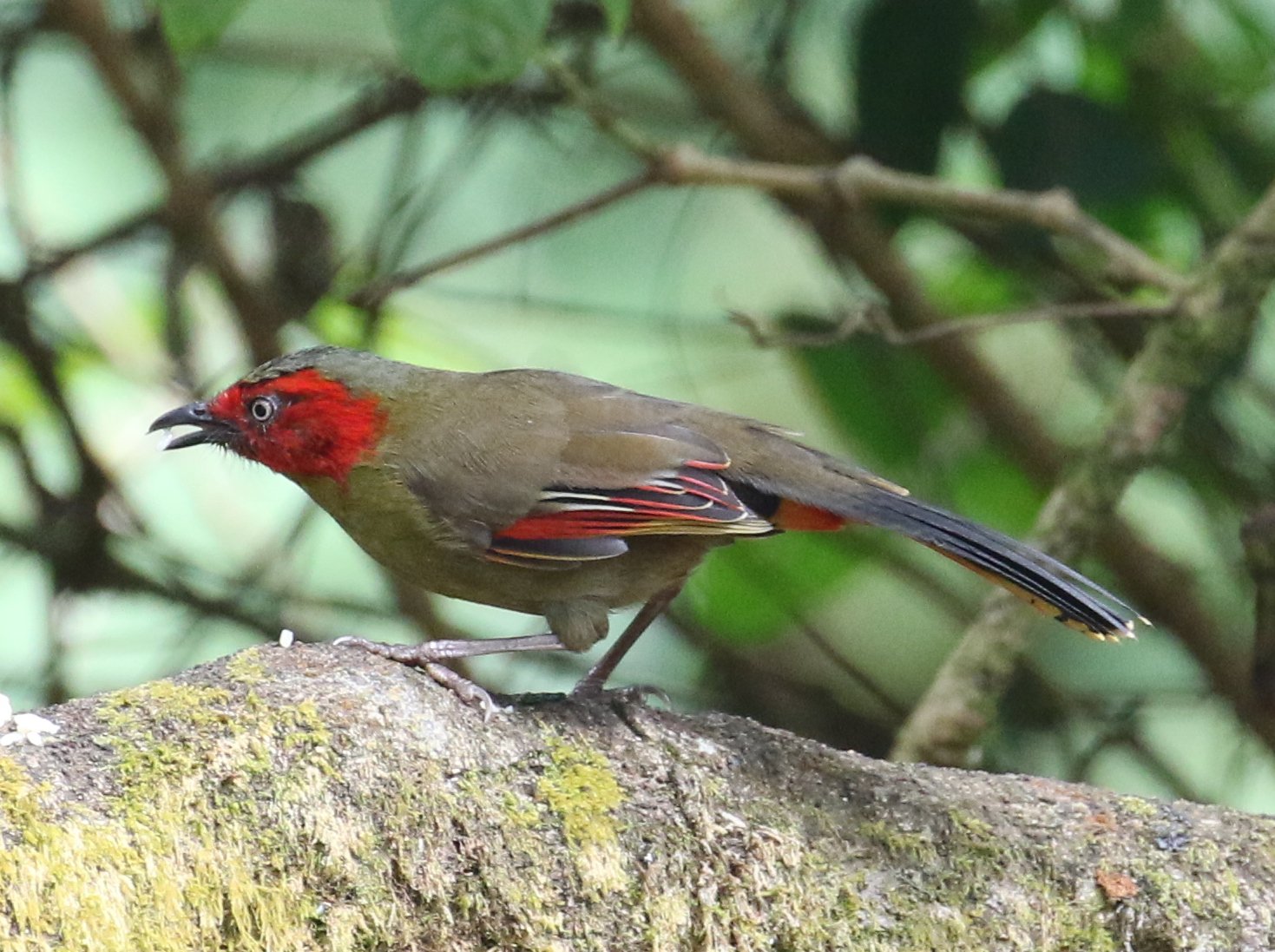 Scarlet-faced Liocichla AE1A1233.JPG