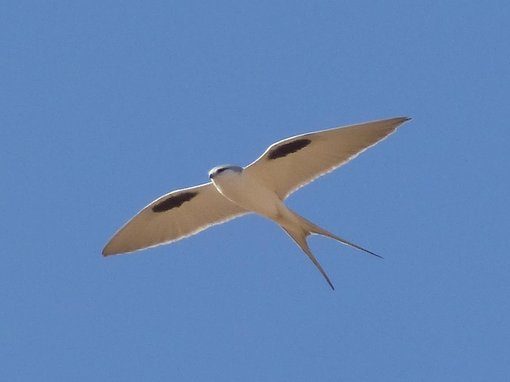 Scissor tailed kite Barry Reed