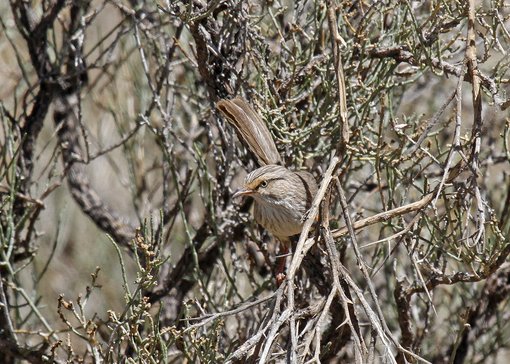 Scrub Warbler 2 _MG_2144