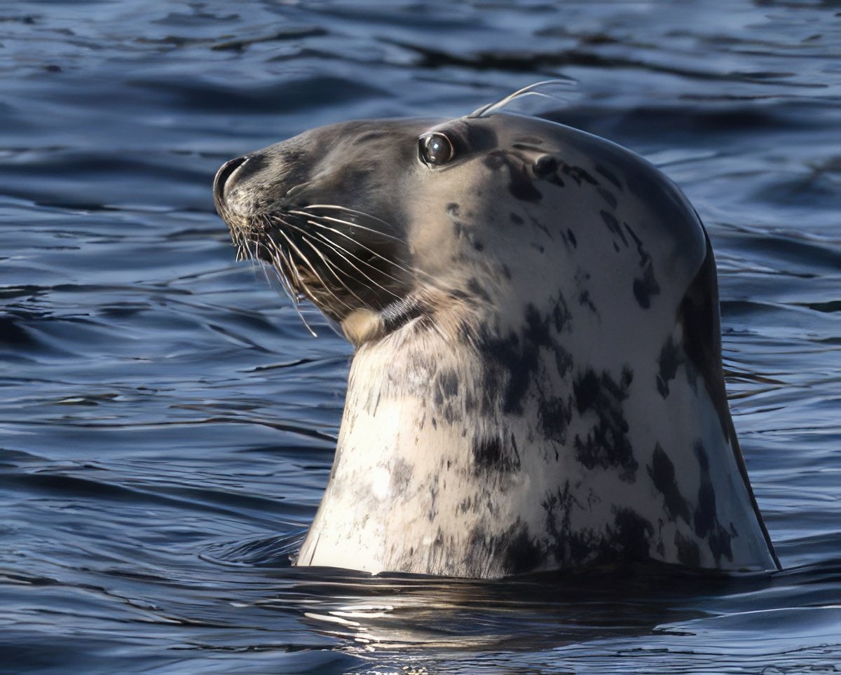 Seal-4-300x241-gigapixel-standard-scale-4_00x