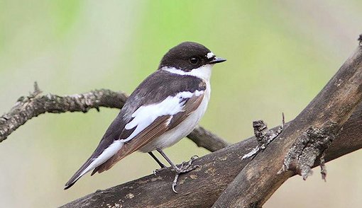 Semi-collared Flycatcher Georgia ecotours.ge.jpg