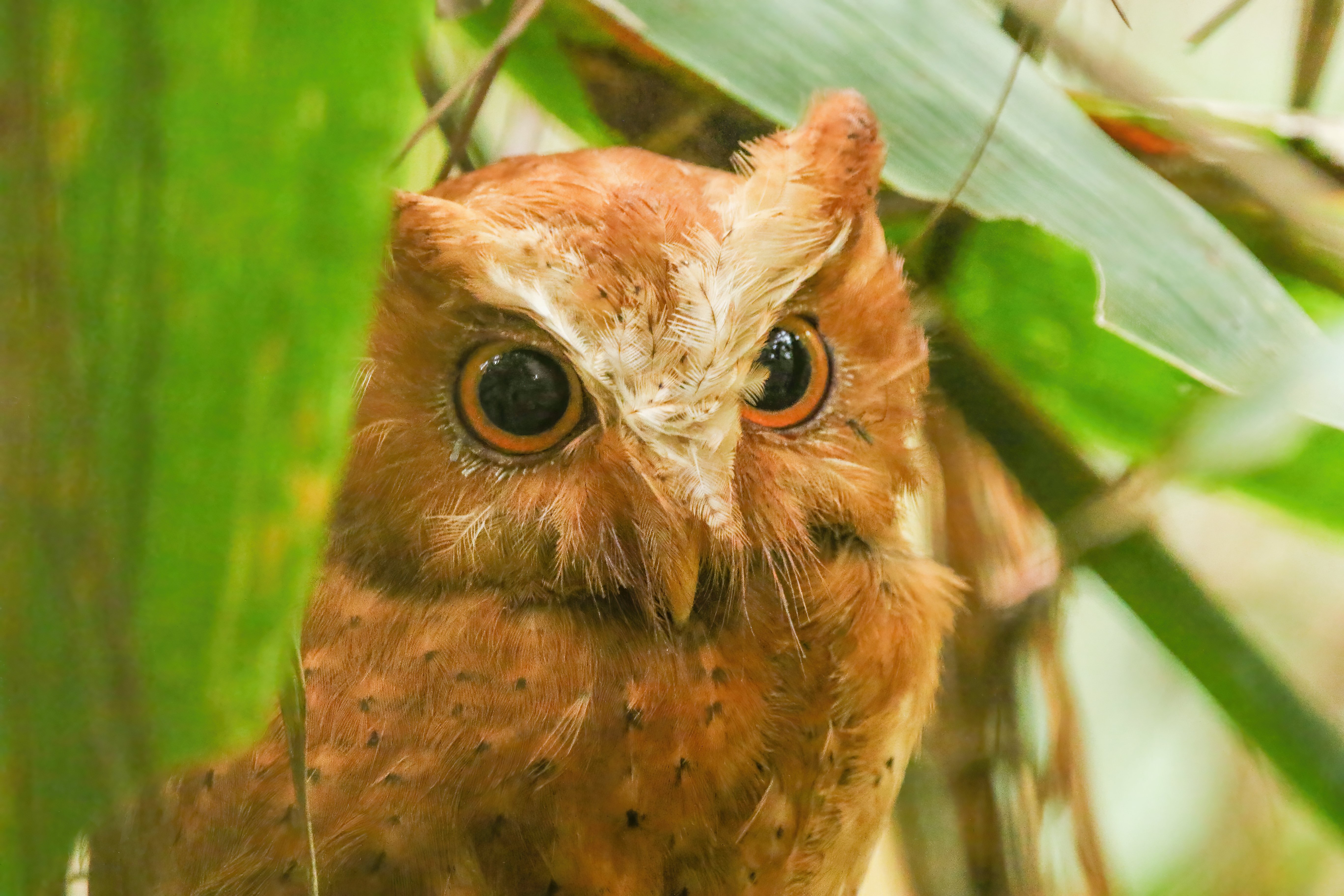 Serendib Scops Owl by Indika JayatissaA