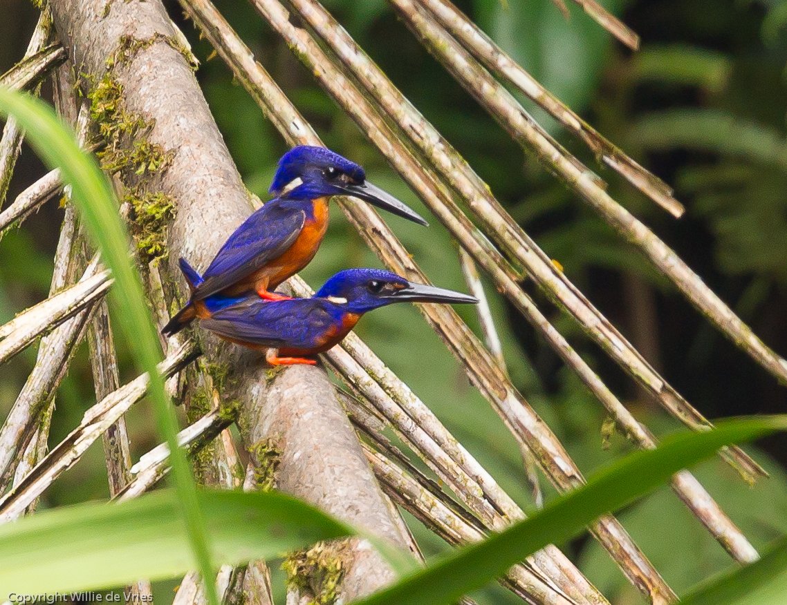 Shining Blue Kingfisher (photo credit Willie De Vries) (2)