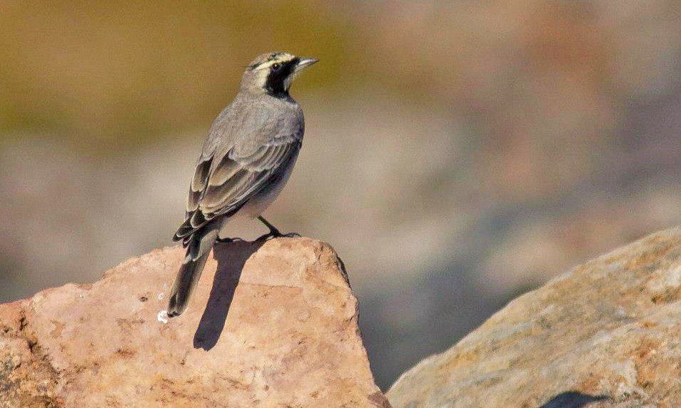 Shore Lark Georgia ecotours.ge.jpg