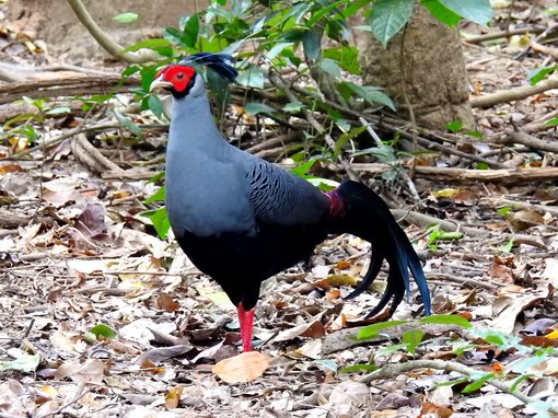 Siamese Fireback CB.JPG