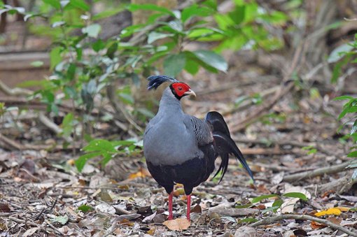 Siamese Fireback Jo Latham 1 JL adjusted BS.jpg