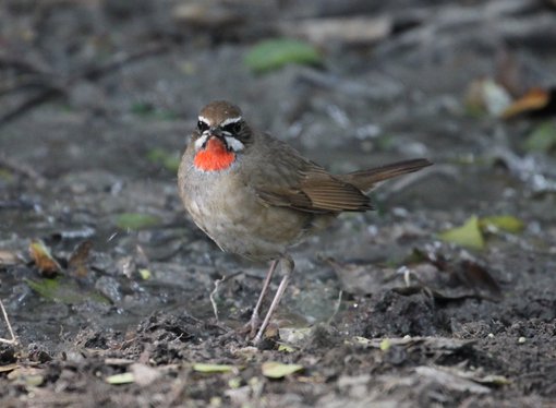 Siberian Rubythroat © Suchit Basnet.JPG