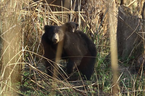 Sloth Bear with cub © Suchit Basnet.JPG